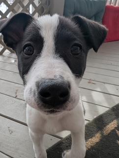 Enlarge STORMY, a ADOPTABLE mixed breed in fort worth, TX image 2/3