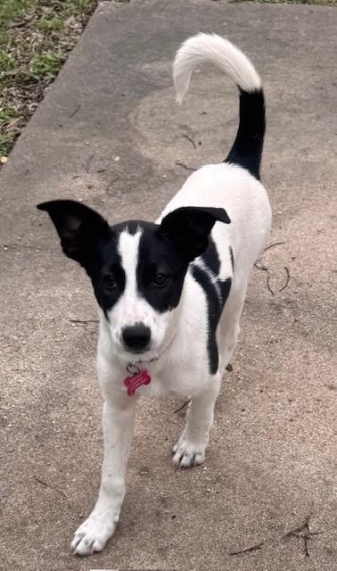 Enlarge STORMY, a ADOPTABLE mixed breed in fort worth, TX image 4/6