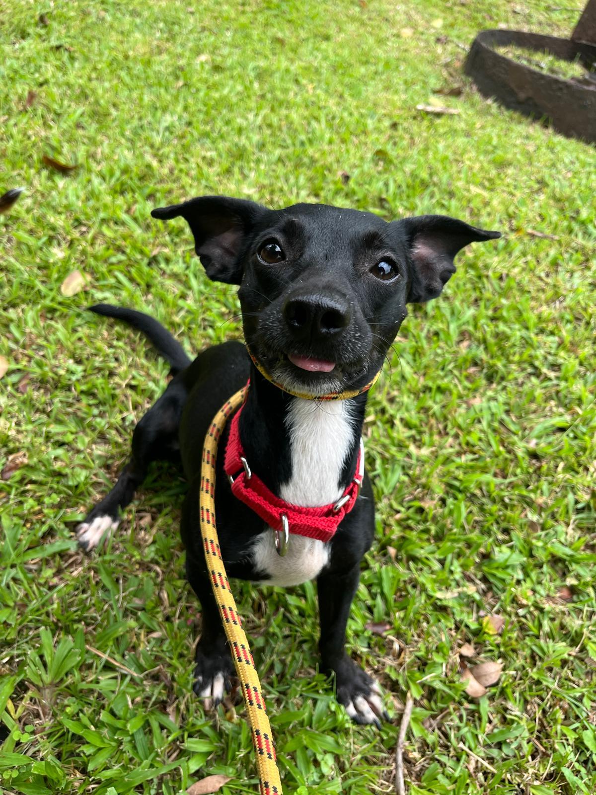 Chicken, Adoptable, Young Female Chihuahua.