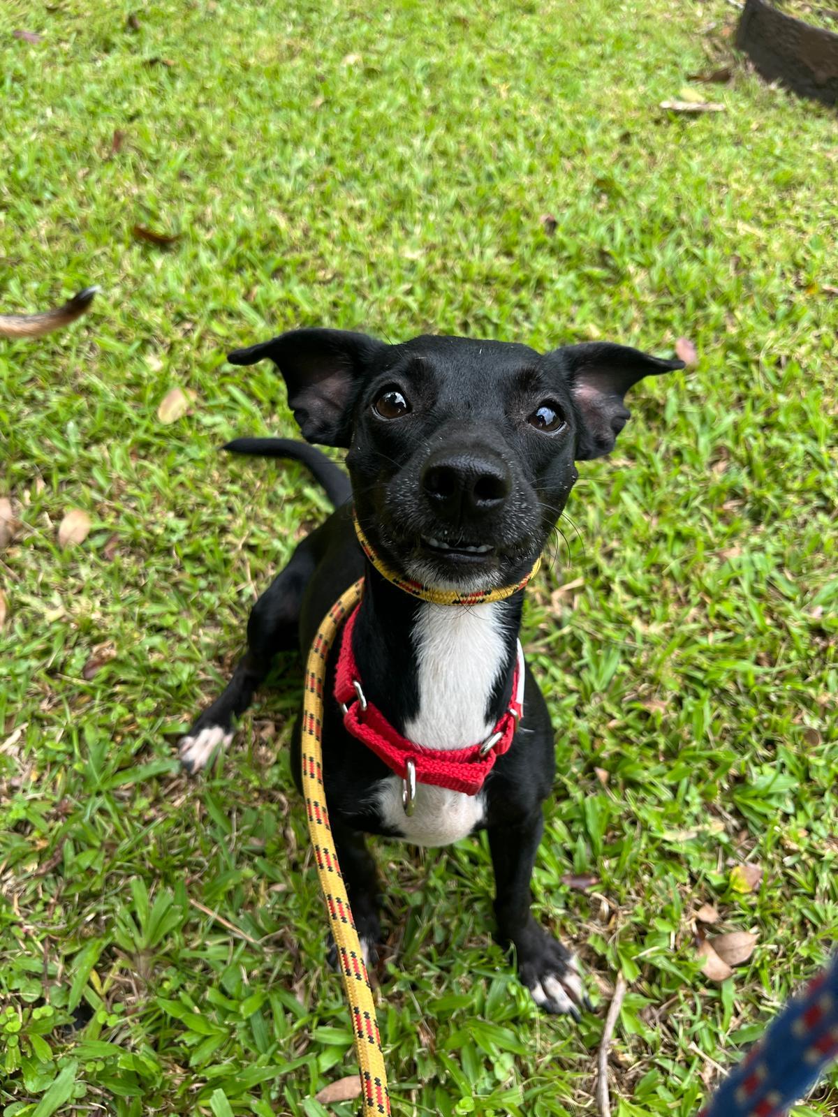 Chicken, a Adoptable mixed breed in Morristown, NJ image 2/3