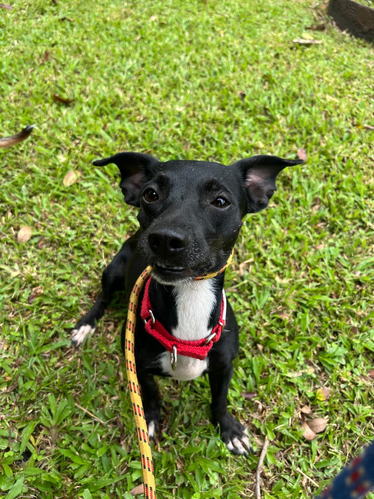 Chicken, a Adoptable mixed breed in Morristown, NJ image 3/3