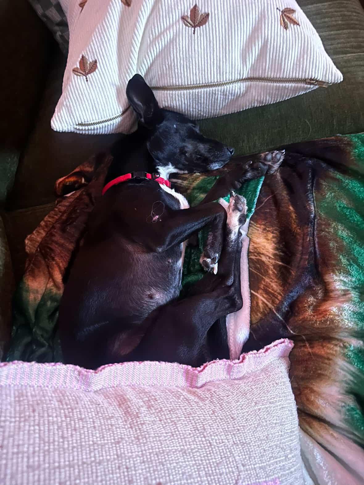 Enlarge Chicken, an adopted mixed breed in Brooklyn, NY image 2/4