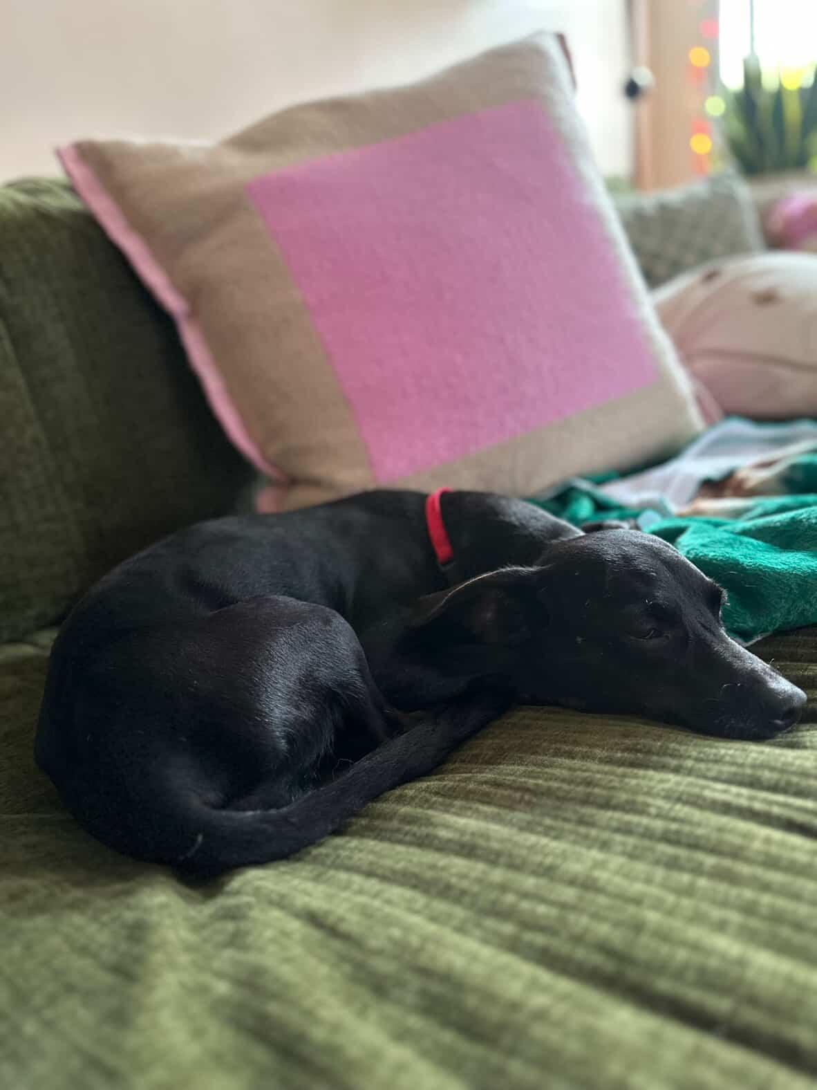 Enlarge Chicken, an adopted mixed breed in Brooklyn, NY image 3/4