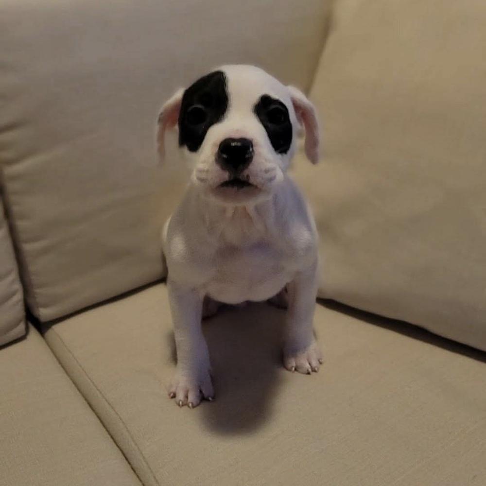 Enlarge Angus, a ADOPTABLE mixed breed in China Township, MI image 2/6