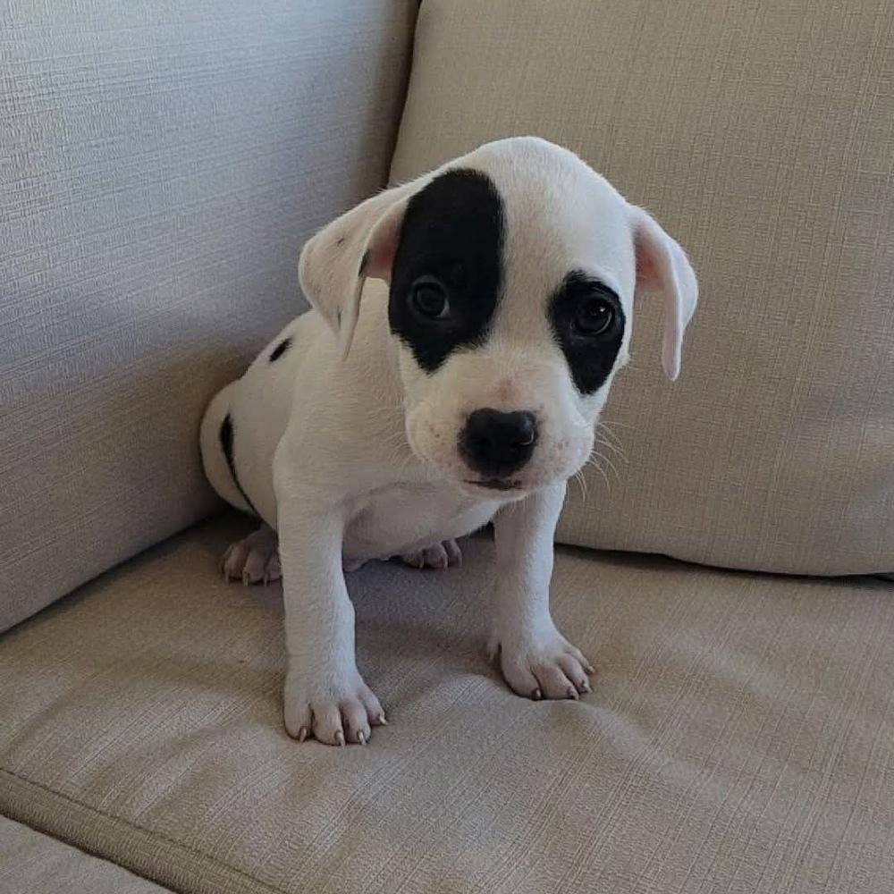 Angus, ADOPTABLE, Puppy Male Pit Bull Terrier.