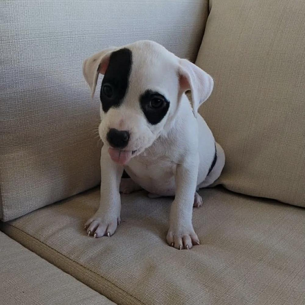 Enlarge Angus, a ADOPTABLE mixed breed in China Township, MI image 4/6