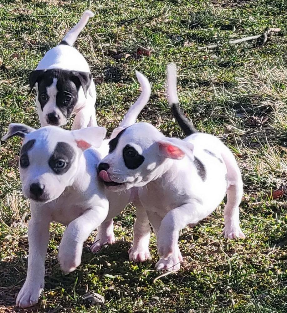 Enlarge Angus, a ADOPTABLE mixed breed in China Township, MI image 3/6