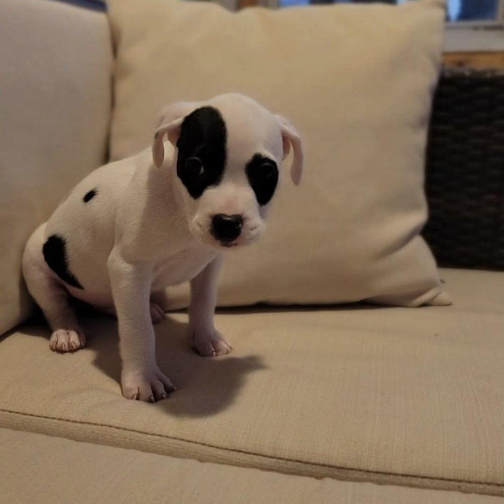 Enlarge Angus, a ADOPTABLE mixed breed in China Township, MI image 5/6