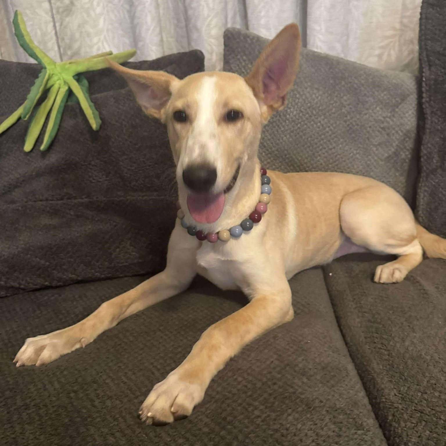 Enlarge Yogi, an adopted Mixed Breed in Allentown, PA image 3/4