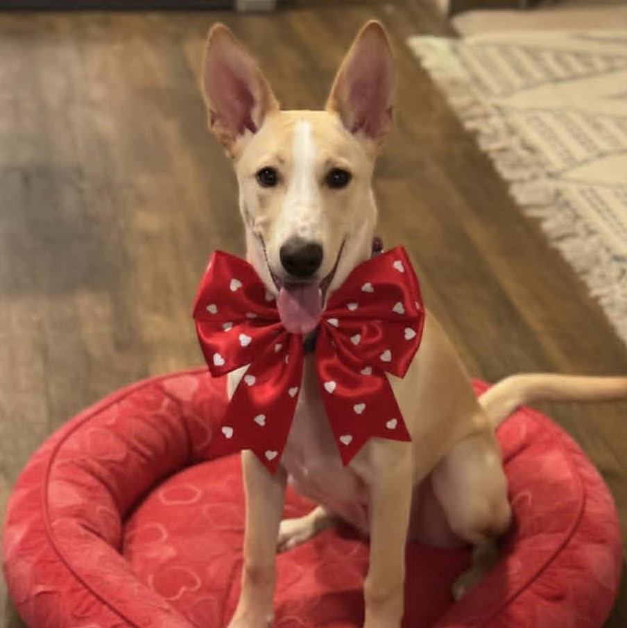 Yogi, adopted, Young Male Mixed Breed.