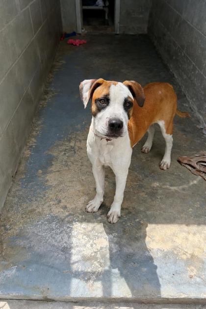 Lucy, ADOPTABLE, Puppy Female Boxer & Pit Bull Terrier.