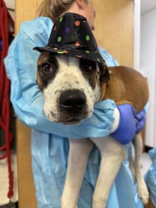 Enlarge Lucy, a ADOPTABLE mixed breed in Inverness, FL image 2/2