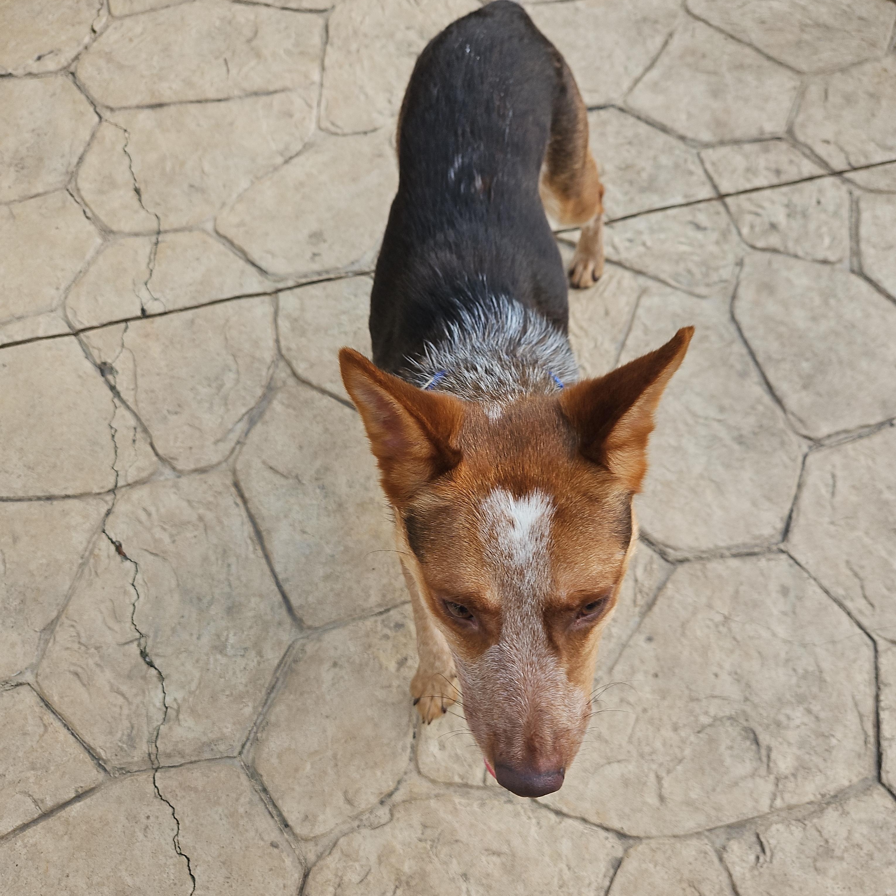Enlarge Bandit, a Adoptable mixed breed in Aurora, IL image 5/5