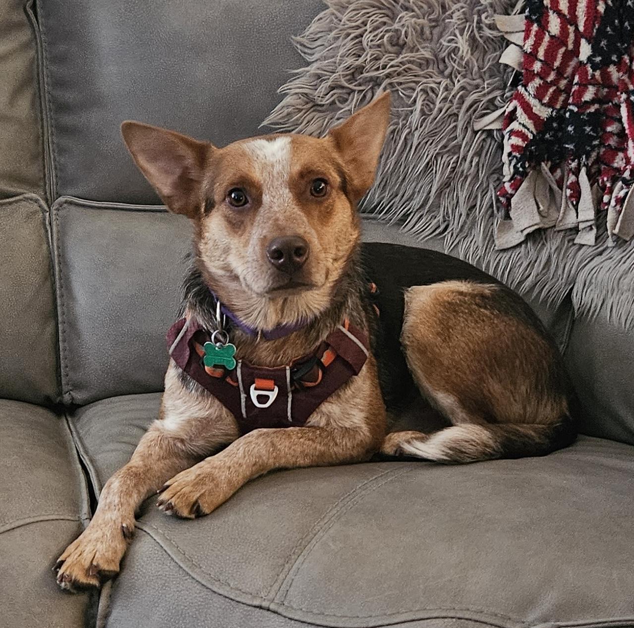 Enlarge Bandit, a Adoptable mixed breed in Aurora, IL image 1/5