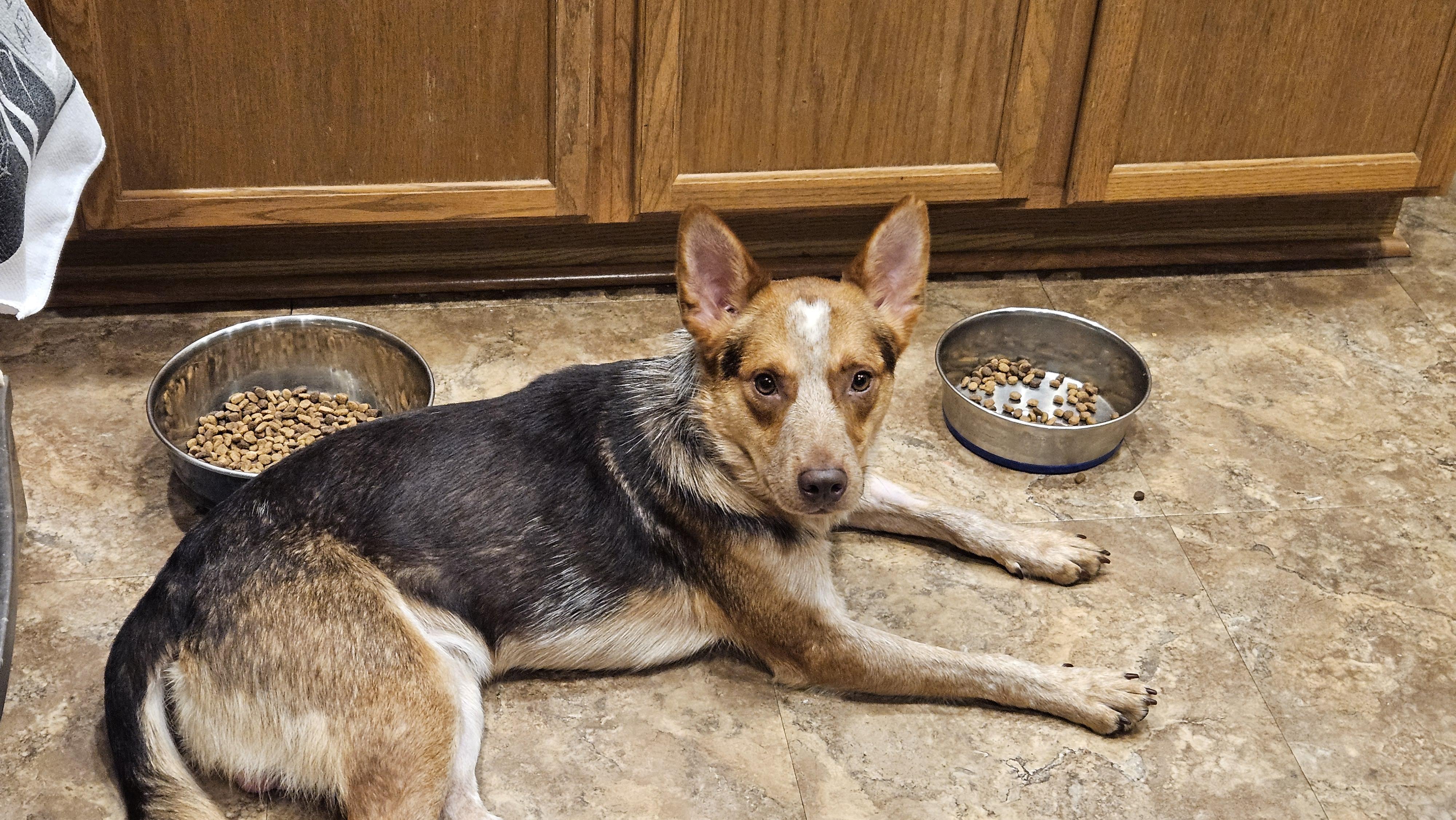 Enlarge Bandit, a Adoptable mixed breed in Aurora, IL image 2/5