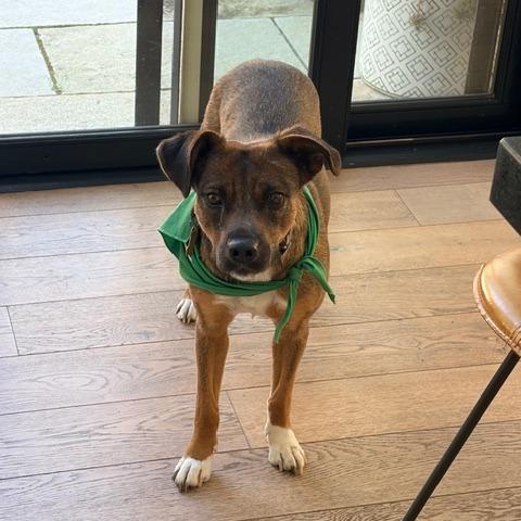 SHEEVA, Adoptable, Adult Female Terrier & Mixed Breed.