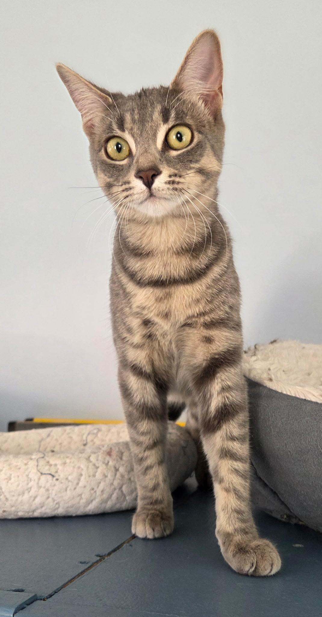 Enlarge Aphrodite, a Adoptable Tabby in Macomb, MI image 1/1