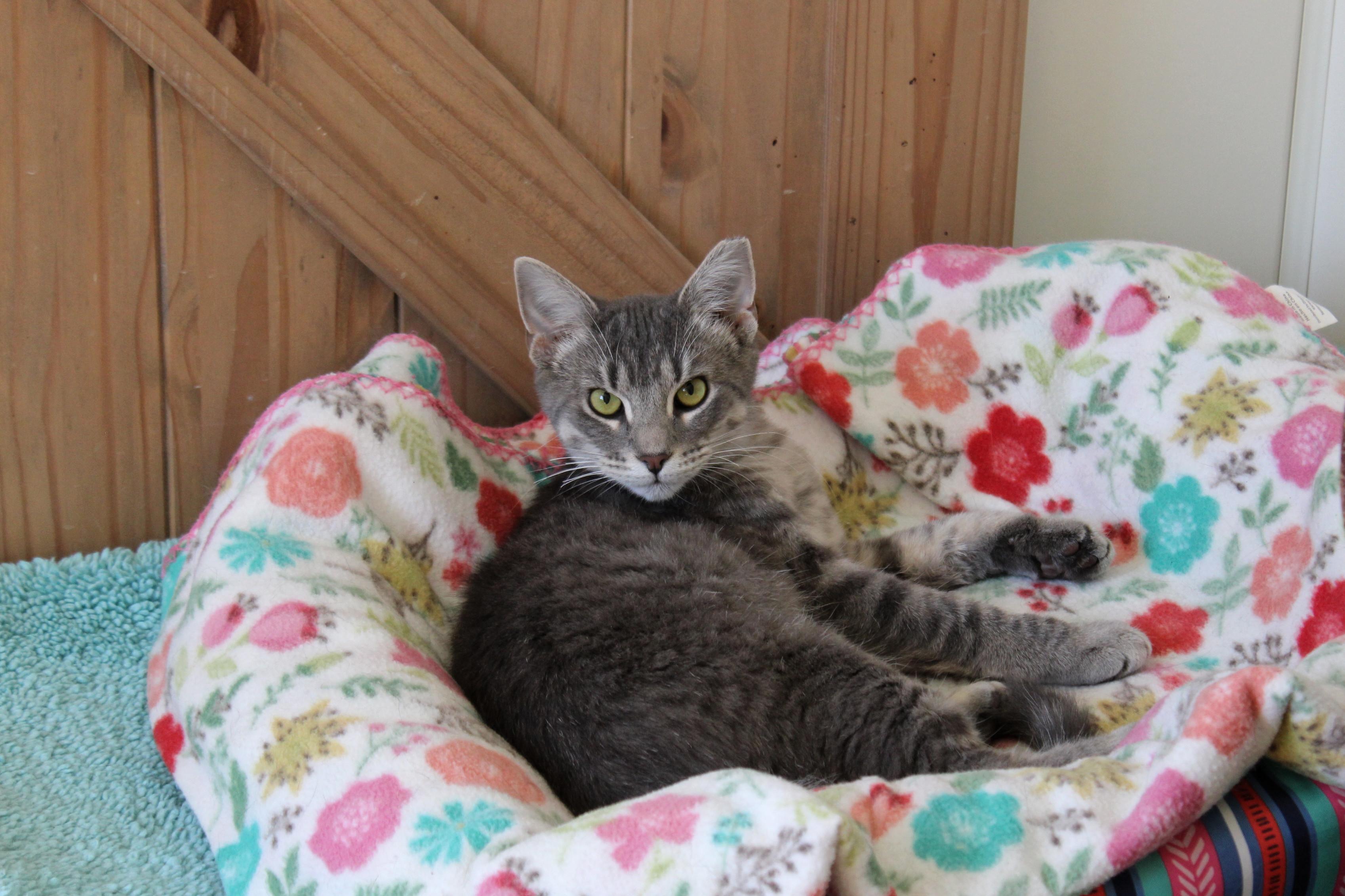 Bolt, a Adoptable mixed breed in Urbana, OH image 5/6