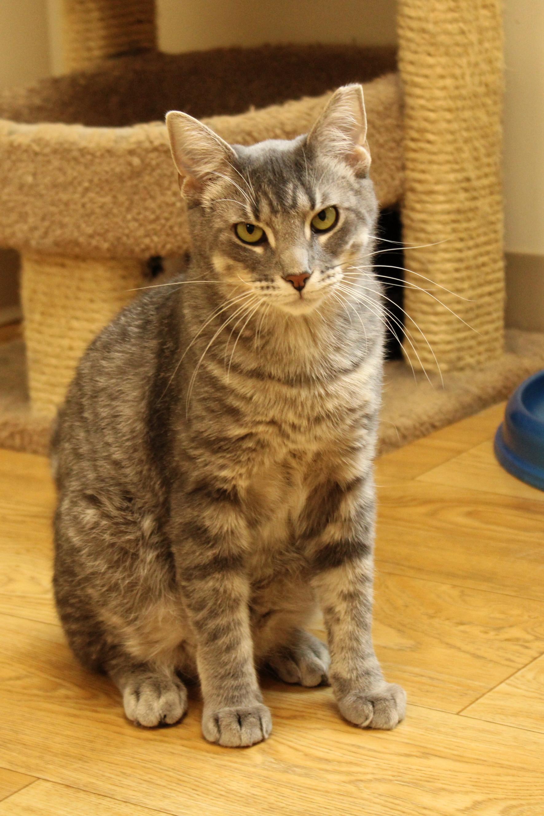 Bolt, a Adoptable mixed breed in Urbana, OH image 6/6