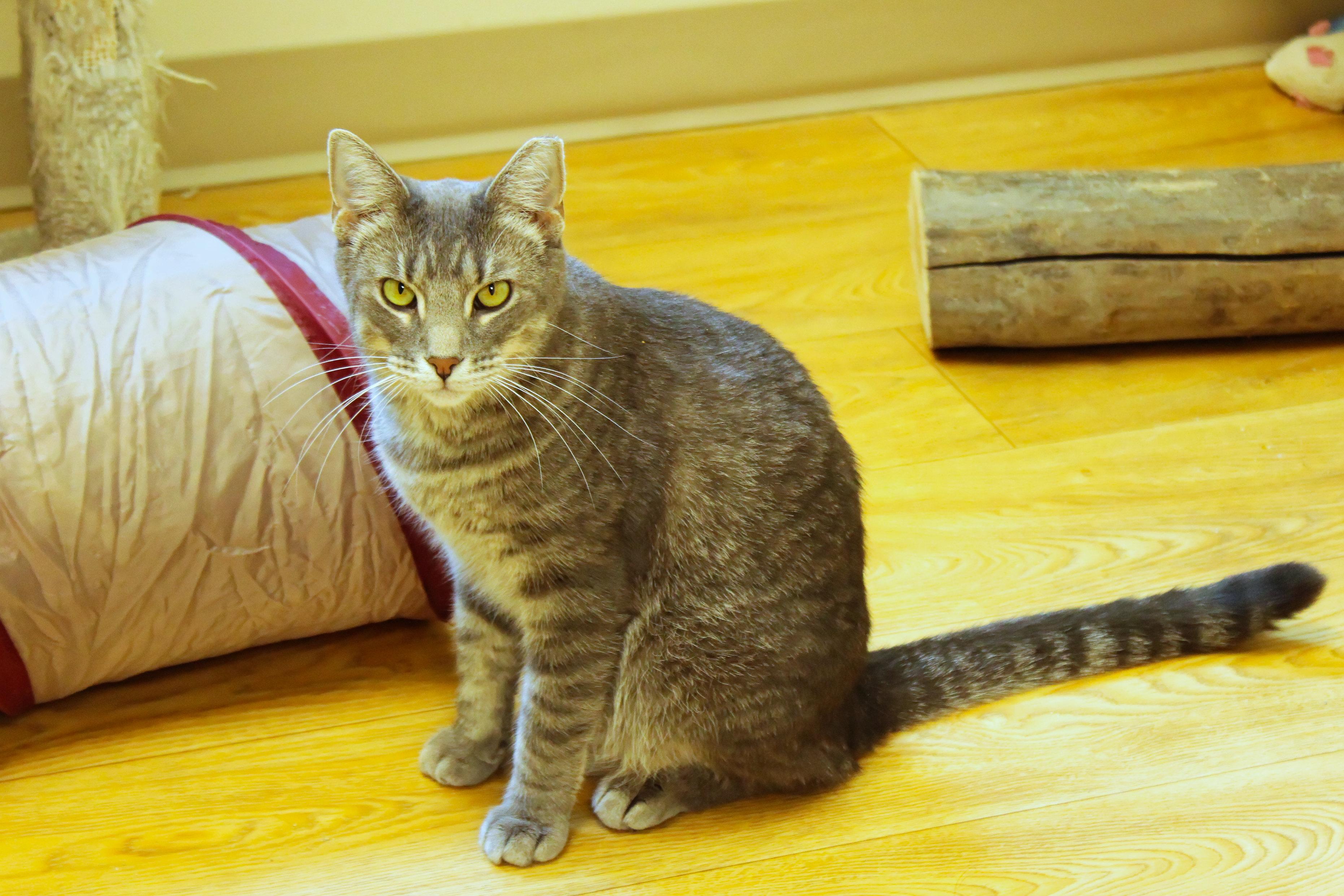 Bolt, Adoptable, Kitten Male Domestic Short Hair & Russian Blue.