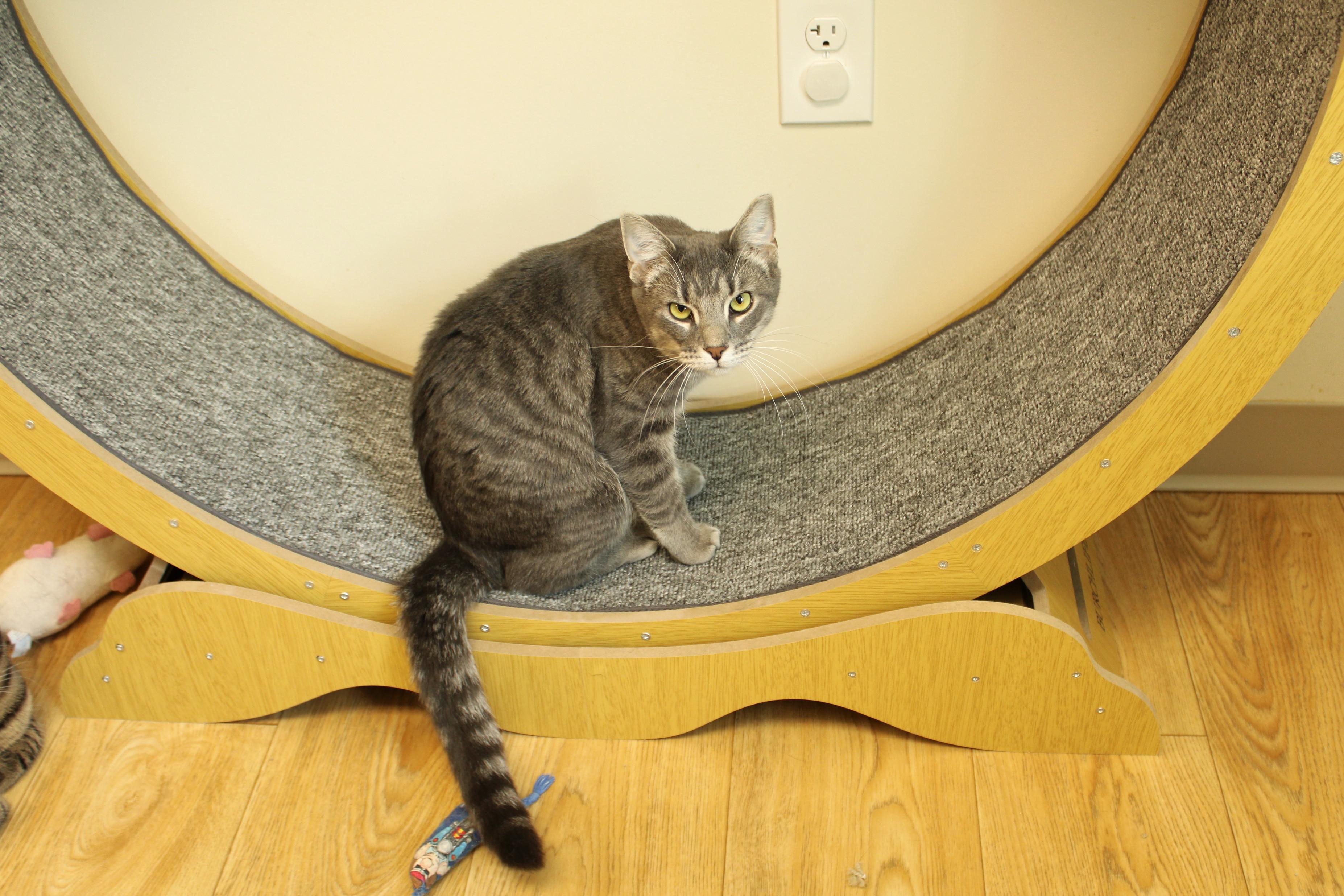 Bolt, Adoptable, Kitten Male Domestic Short Hair & Russian Blue.