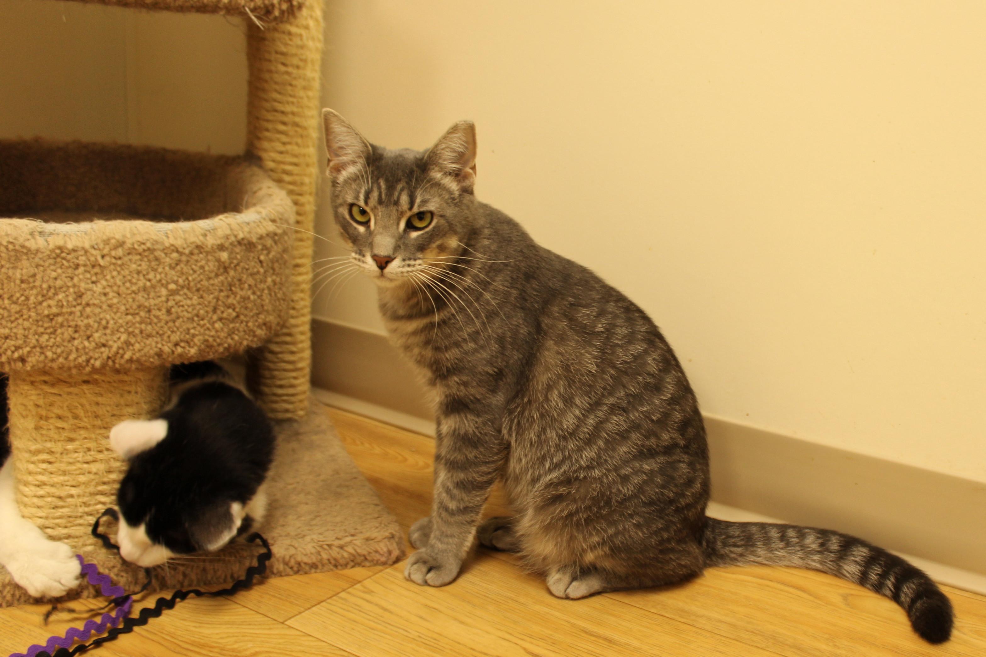 Bolt, a Adoptable mixed breed in Urbana, OH image 3/6