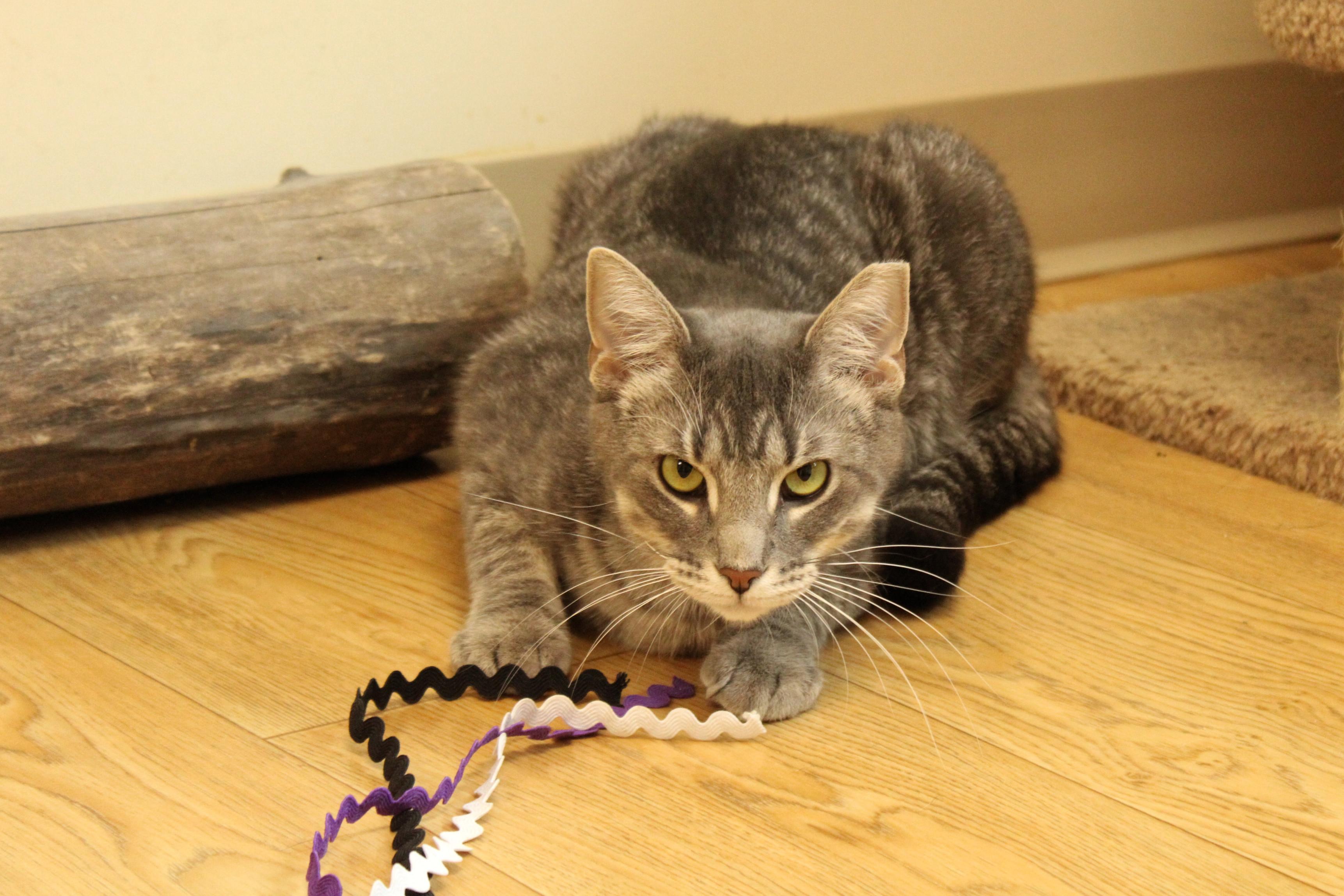 Bolt, a Adoptable mixed breed in Urbana, OH image 4/6