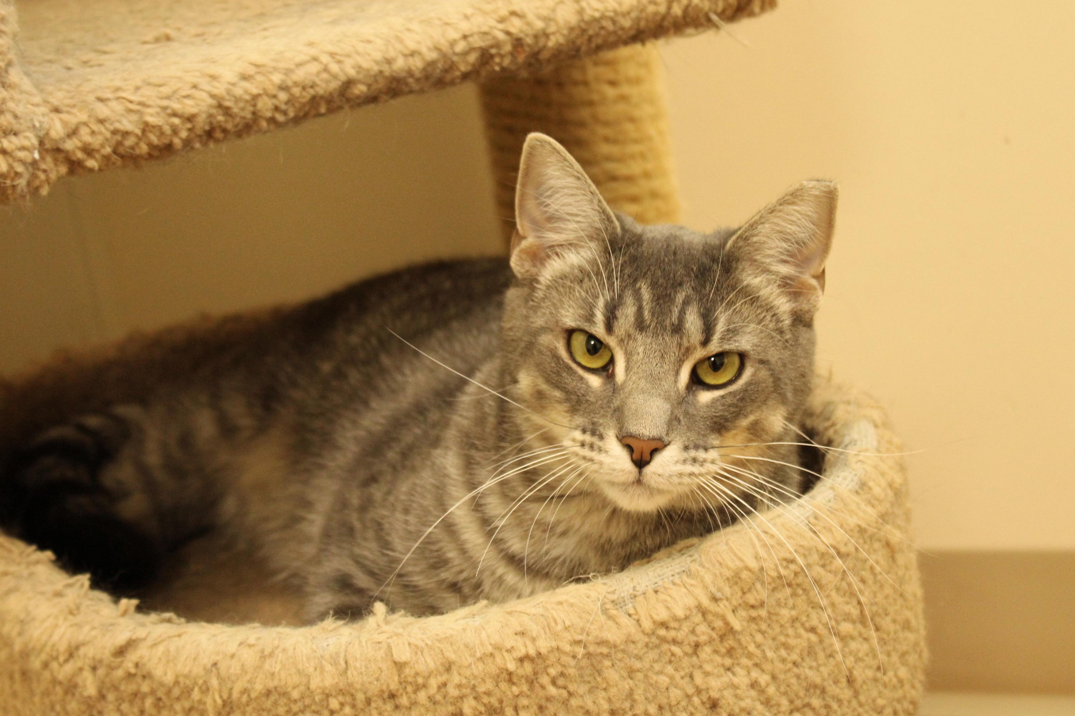 Bolt, Adoptable, Kitten Male Domestic Short Hair & Russian Blue.