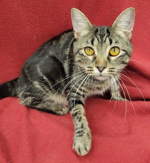 Brenda, Adoptable, Young Female Domestic Short Hair.