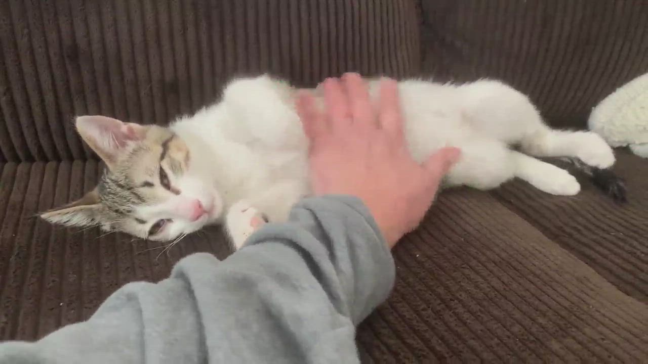 Enlarge Paddington - lazy loverboy, a Adopted Tabby in Neenah, WI video 6/11