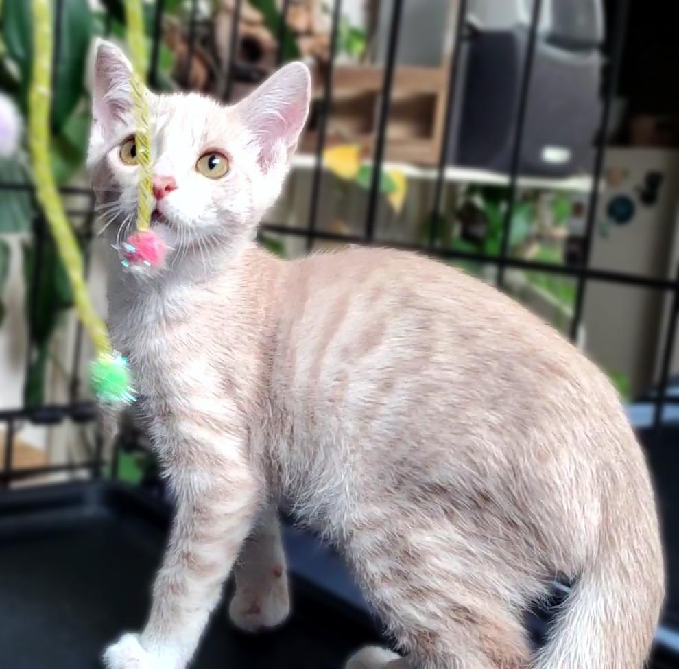 Graham (Barclay), a ADOPTABLE Domestic Short Hair in Davis, CA image 2/3
