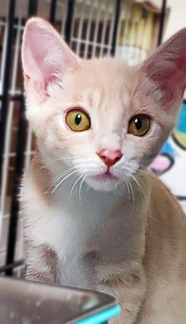 Graham (Barclay), ADOPTABLE, Kitten Male Domestic Short Hair.