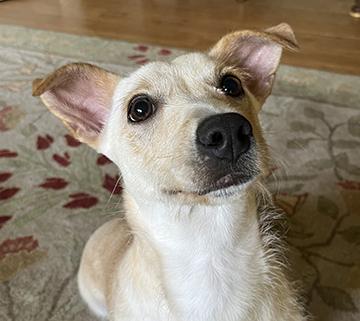 Nugget, an adopted mixed breed in Nacogdoches, TX image 1/5