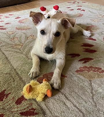 Nugget, an adopted mixed breed in Nacogdoches, TX image 2/5