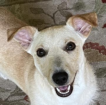 Nugget, an adopted mixed breed in Nacogdoches, TX image 3/5