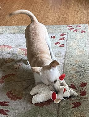 Nugget, an adopted mixed breed in Nacogdoches, TX image 4/5