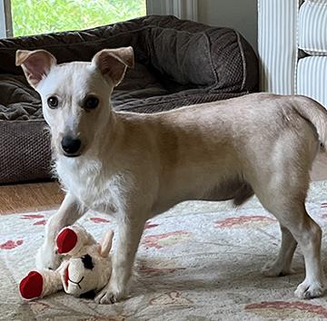 Nugget, an adopted mixed breed in Nacogdoches, TX image 5/5