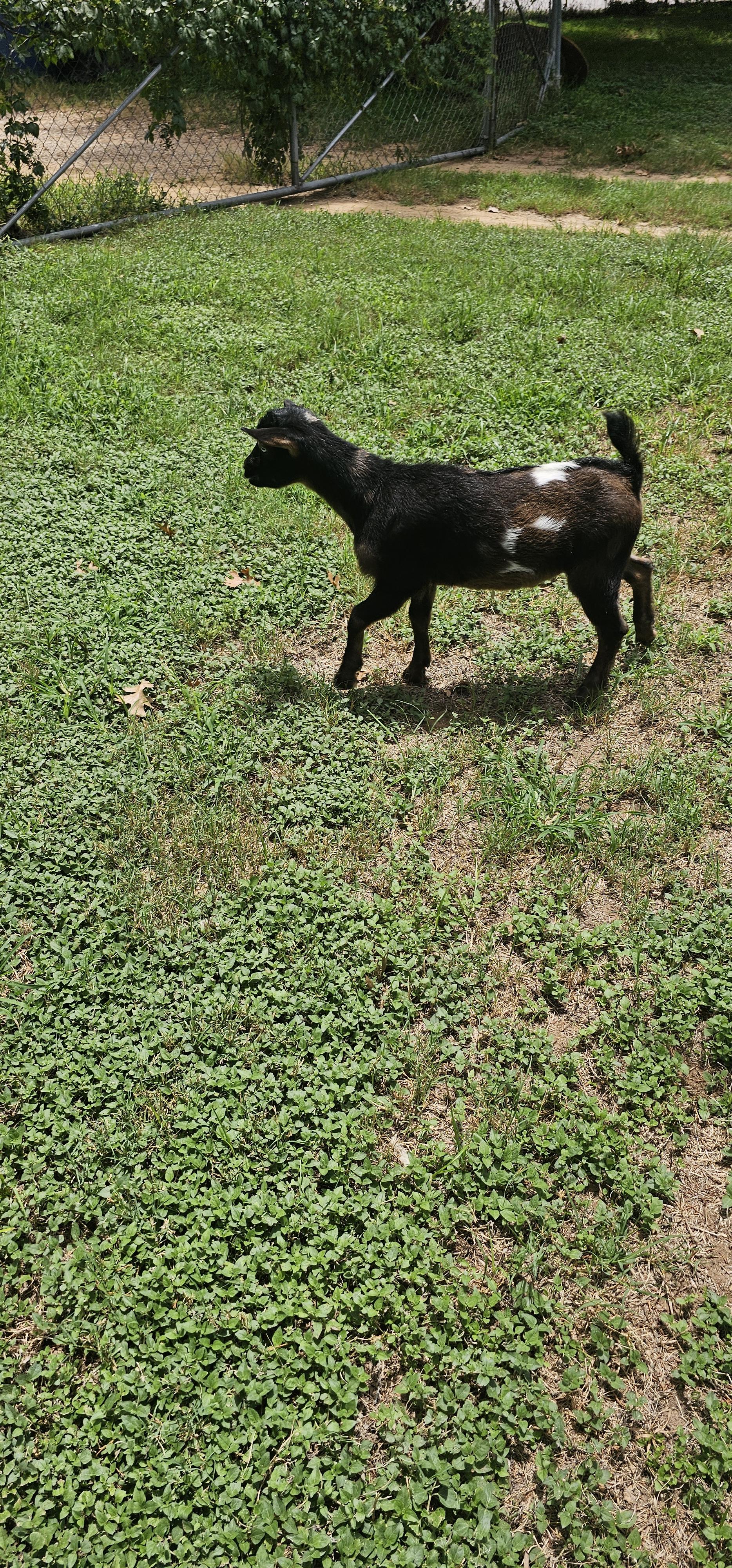 Enlarge Totes MaGoats, a ADOPTABLE Nigerian Dwarf in Dallas, TX image 1/5