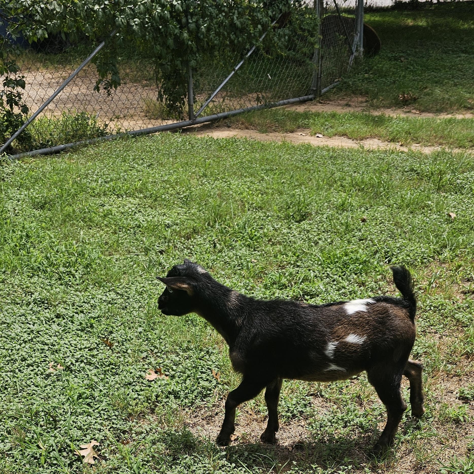 Enlarge Totes MaGoats, a ADOPTABLE Nigerian Dwarf in Dallas, TX image 2/5