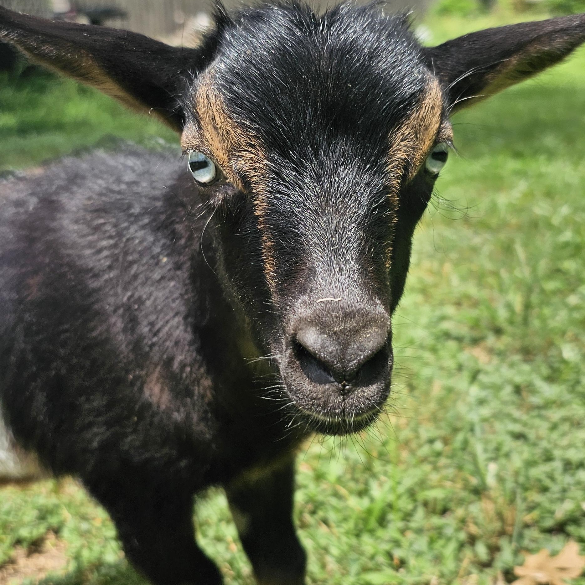 Totes MaGoats, ADOPTABLE, Baby Male Nigerian Dwarf.