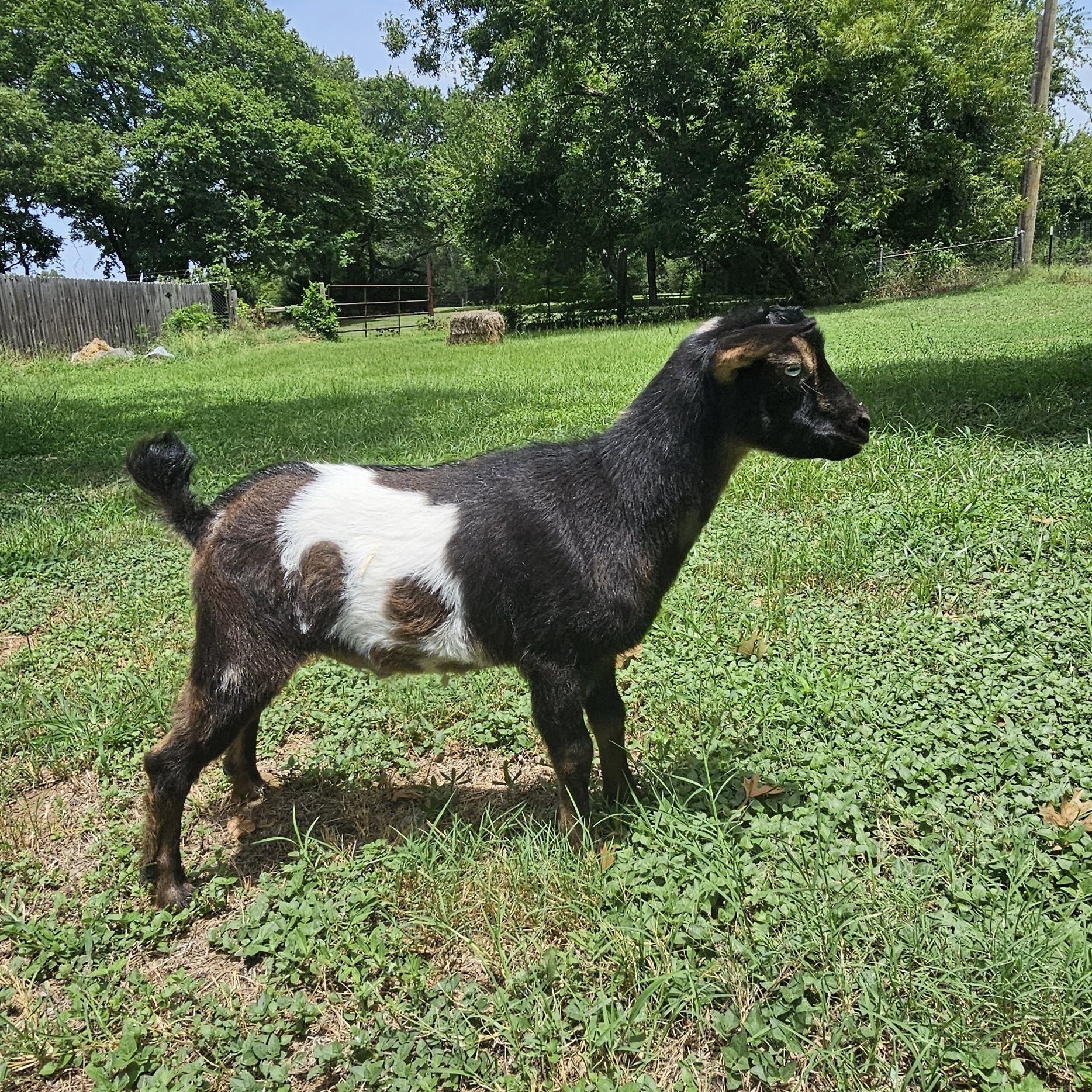 Enlarge Totes MaGoats, a ADOPTABLE Nigerian Dwarf in Dallas, TX image 5/5