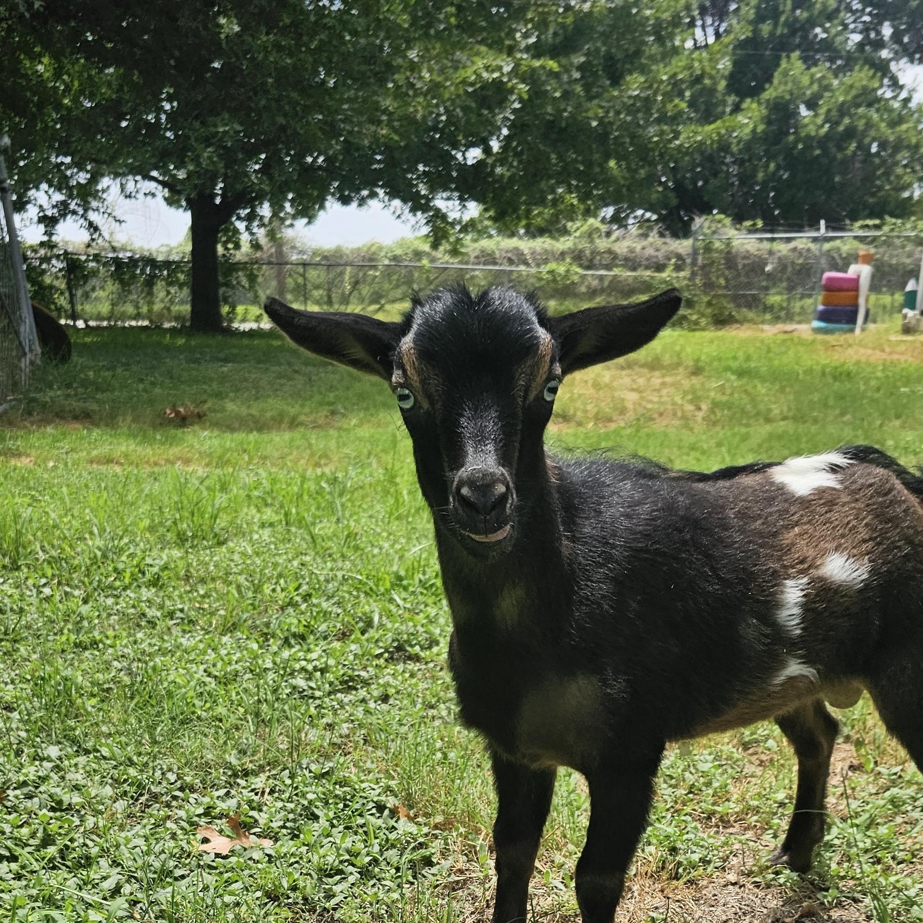 Enlarge Totes MaGoats, a ADOPTABLE Nigerian Dwarf in Dallas, TX image 4/5