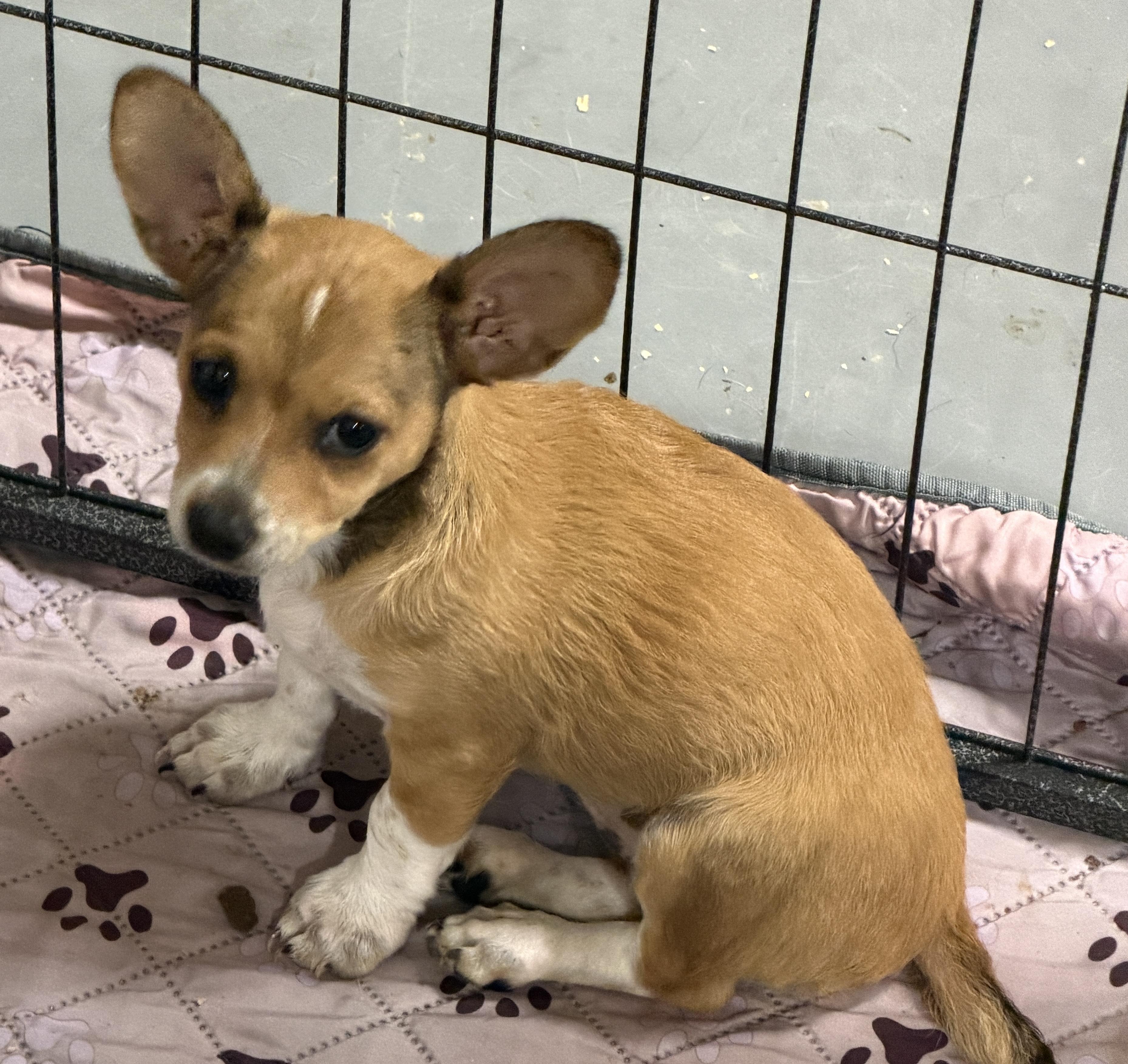 Enlarge Pixie and Trixie!, an adopted mixed breed in LAMPASAS, TX image 6/6