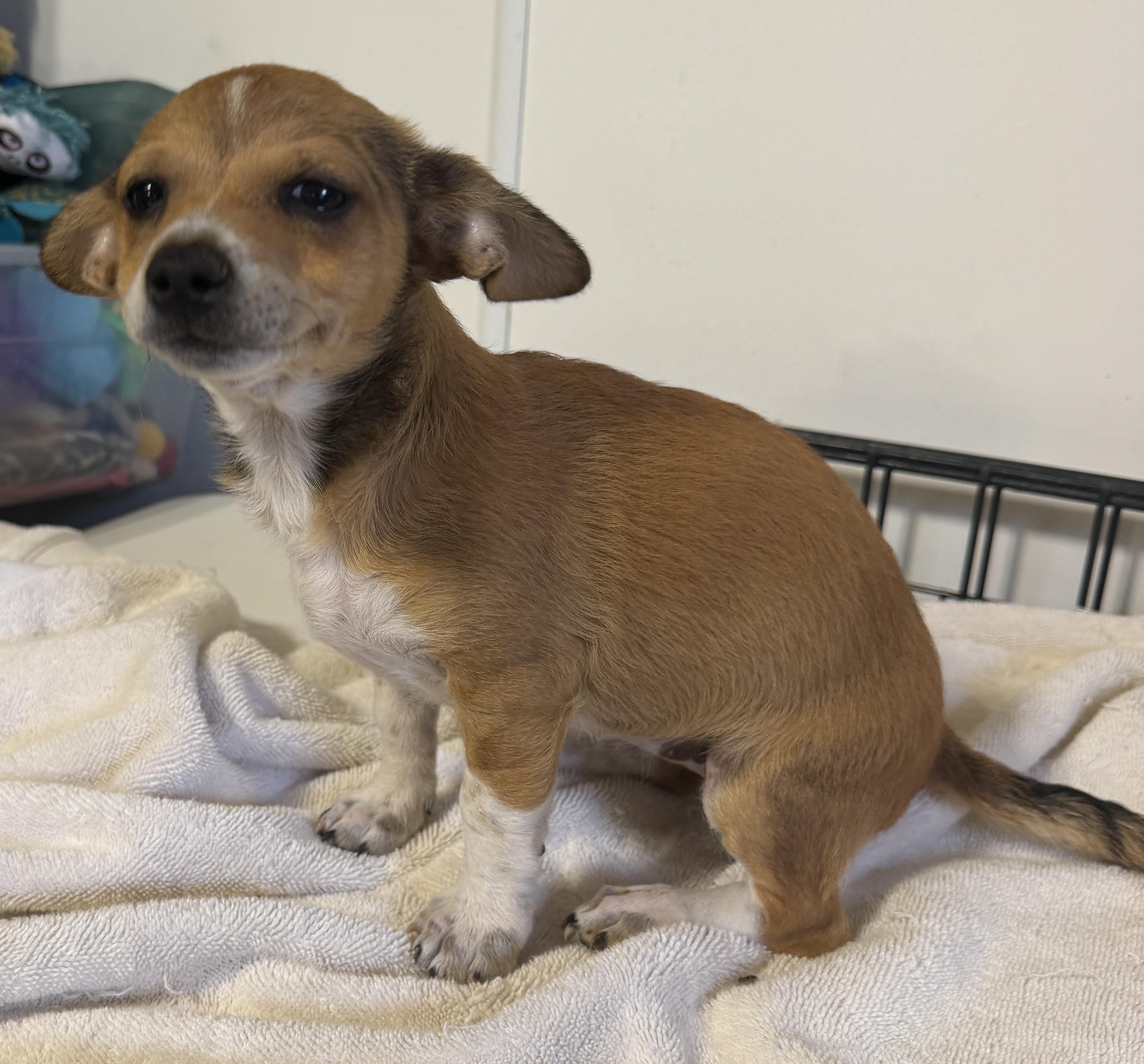 Enlarge Pixie and Trixie!, an adopted mixed breed in LAMPASAS, TX image 5/6