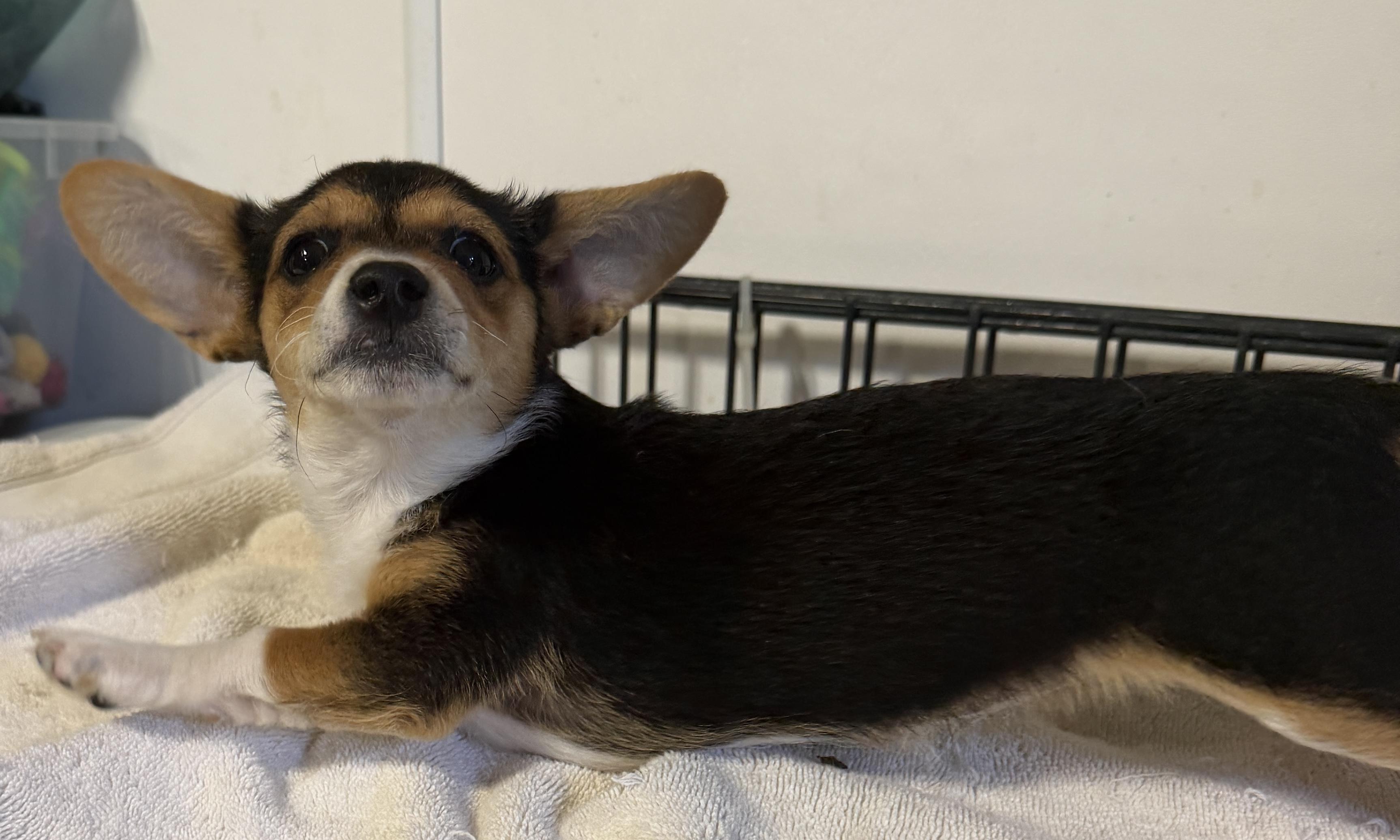 Enlarge Pixie and Trixie!, an adopted mixed breed in LAMPASAS, TX image 4/6