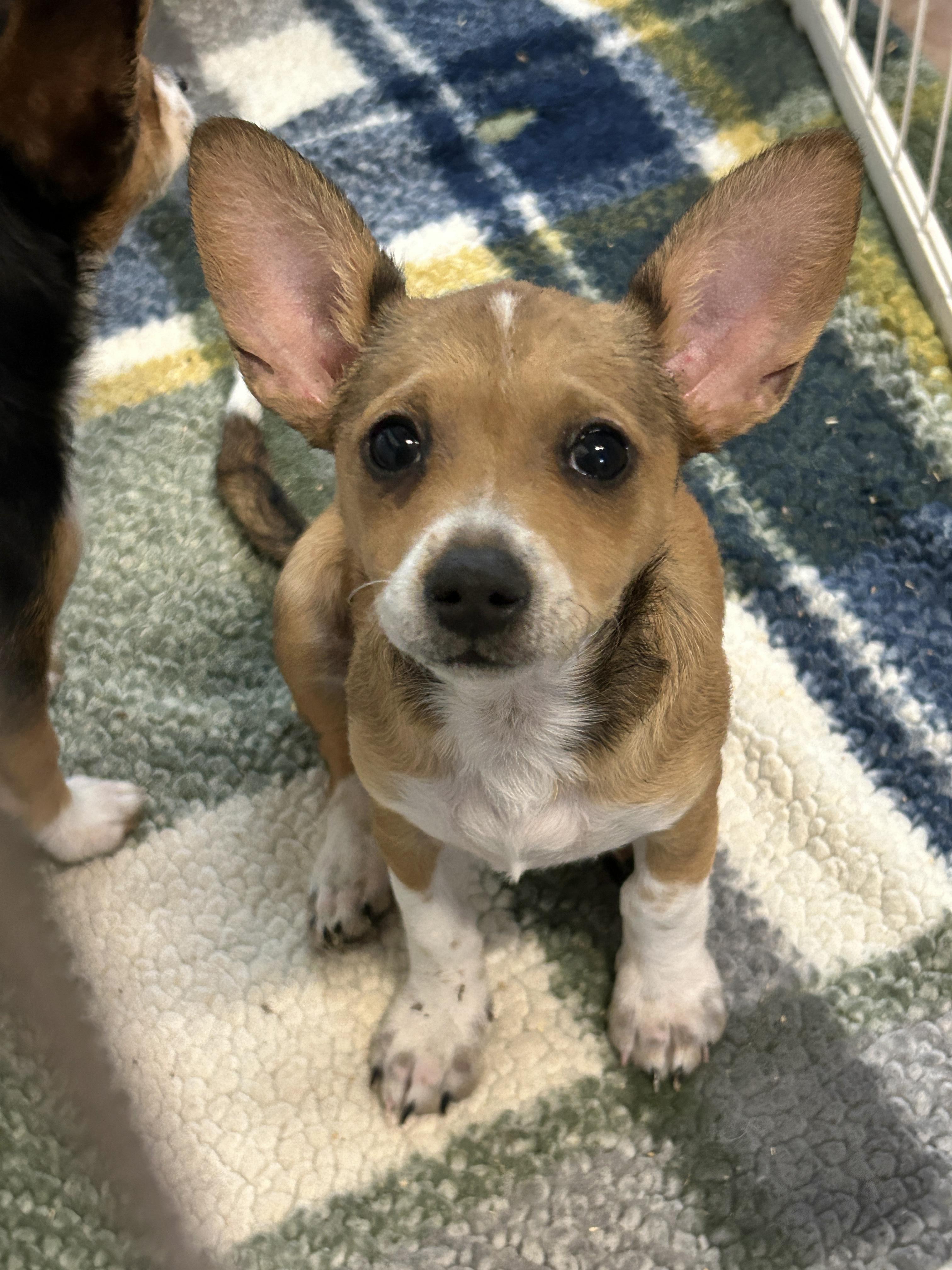 Pixie and Trixie!, adopted, Puppy Female Corgi & Chihuahua.