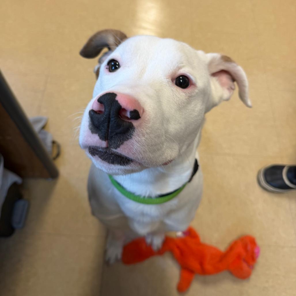 Bolt, Adoptable, Young Male Pit Bull Terrier & Australian Shepherd.