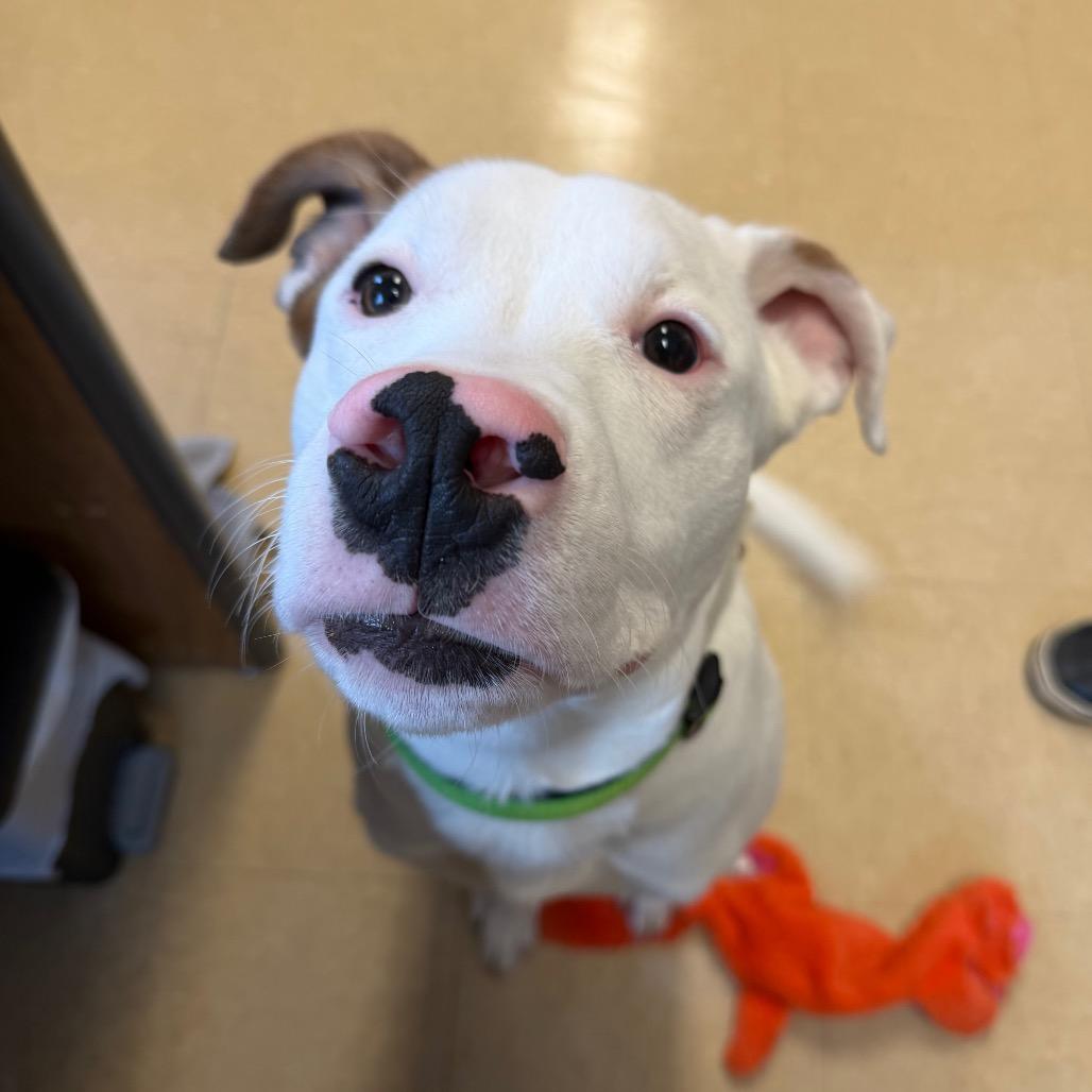 Enlarge Bolt, a Adoptable mixed breed in International Falls, MN image 2/5