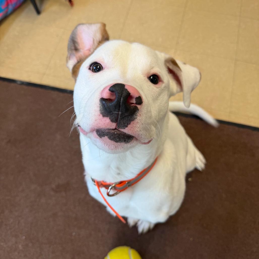 Enlarge Bolt, a Adoptable mixed breed in International Falls, MN image 3/5