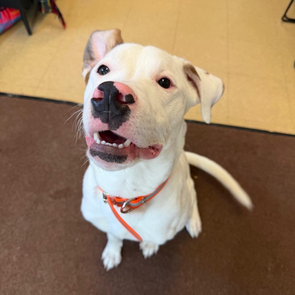 Enlarge Bolt, a Adoptable mixed breed in International Falls, MN image 4/5
